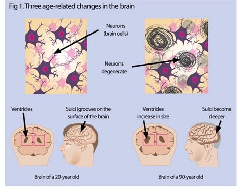 How does aging affect one's brain and behavior?